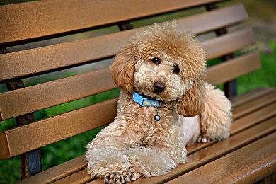 日本游戏市场4月软硬件排行 《星之卡比 探索发现》继续登顶